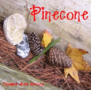 pinecone, front